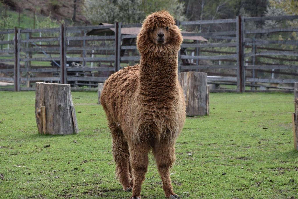 Alpaca cu atitudine de rockstar și frizură de festival